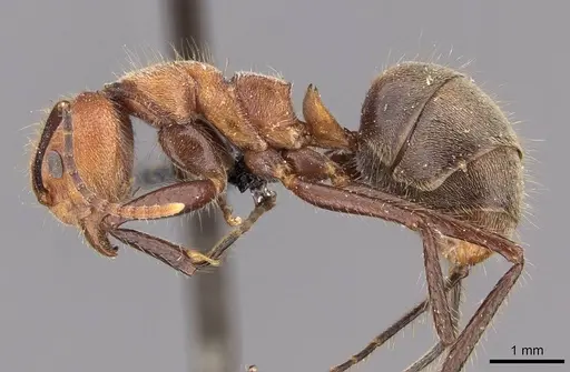 Dolichoderus quadridenticulatus specimen CASENT0909468 image casent0909468_3