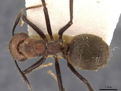 Dolichoderus quadridenticulatus specimen CASENT0909469 image casent0909469_1
