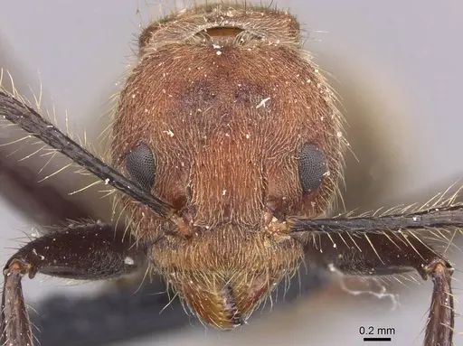 Dolichoderus quadridenticulatus specimen CASENT0909469 image casent0909469_2