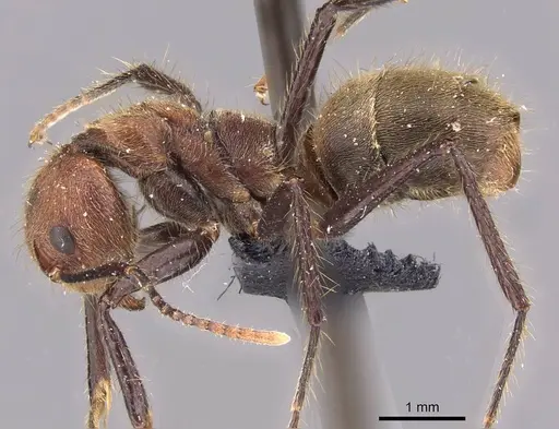 Dolichoderus quadridenticulatus specimen CASENT0909469 image casent0909469_3