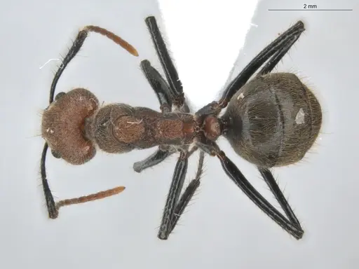 Dolichoderus quadridenticulatus specimen ECOFOG-HC-0032 image ecofog-hc-0032_1