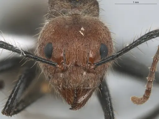 Dolichoderus quadridenticulatus specimen ECOFOG-HC-0032 image ecofog-hc-0032_2