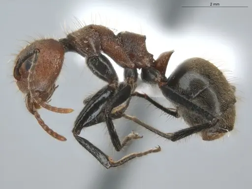 Dolichoderus quadridenticulatus specimen ECOFOG-HC-0032 image ecofog-hc-0032_3