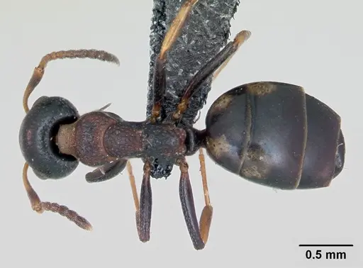 Dolichoderus quadripunctatus specimen CASENT0173127 image casent0173127_1