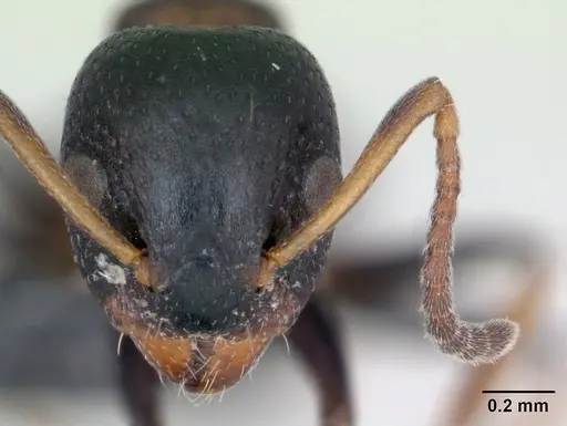 Dolichoderus quadripunctatus specimen CASENT0173127 image casent0173127_2