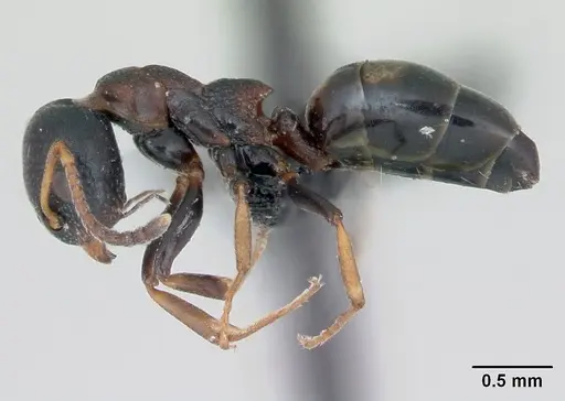 Dolichoderus quadripunctatus specimen CASENT0173127 image casent0173127_3