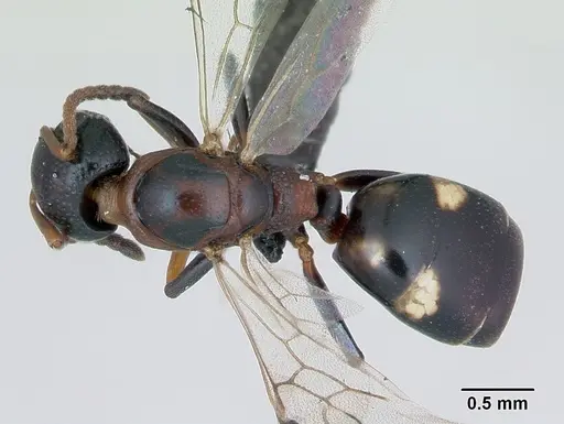 Dolichoderus quadripunctatus specimen CASENT0173183 image casent0173183_1