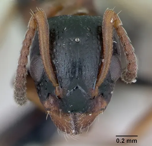 Dolichoderus quadripunctatus specimen CASENT0173183 image casent0173183_2