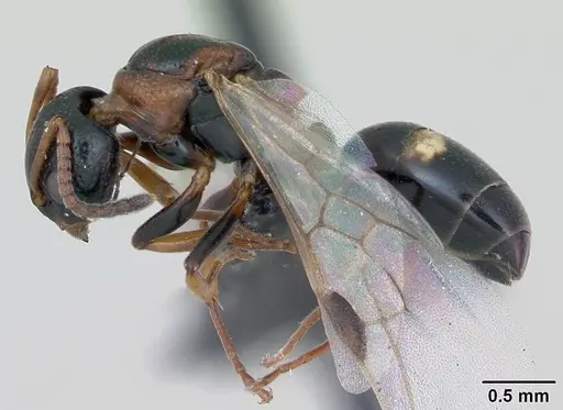 Dolichoderus quadripunctatus specimen CASENT0173183 image casent0173183_3