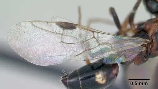 Dolichoderus quadripunctatus specimen CASENT0173183 image casent0173183_4