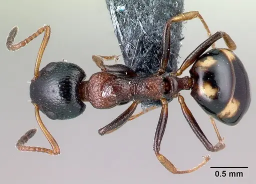 Dolichoderus quadripunctatus specimen CASENT0179916 image casent0179916_1