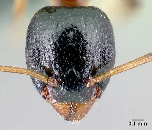 Dolichoderus quadripunctatus specimen CASENT0179916 image casent0179916_2