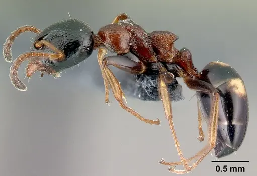 Dolichoderus quadripunctatus specimen CASENT0179916 image casent0179916_3