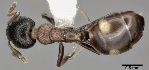 Dolichoderus quadripunctatus specimen CASENT0246569 image casent0246569_1