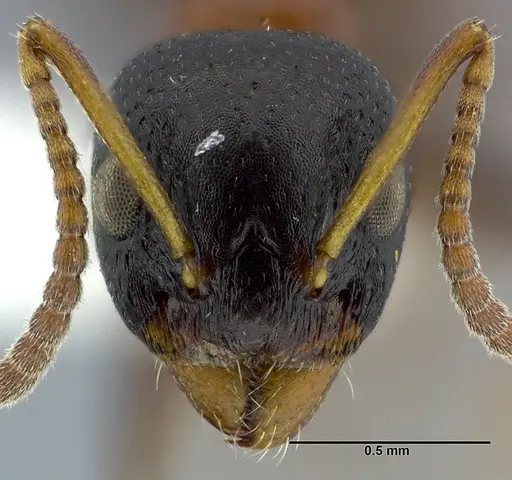 Dolichoderus quadripunctatus specimen CASENT0246569 image casent0246569_2