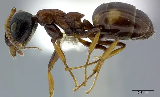 Dolichoderus quadripunctatus specimen CASENT0246569 image casent0246569_3
