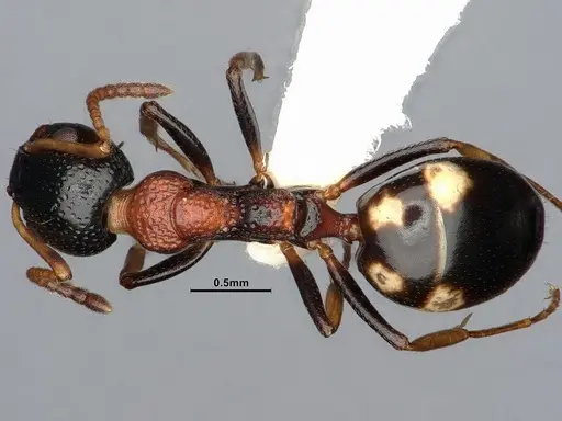 Dolichoderus quadripunctatus specimen SMFHYM0008908 image smfhym0008908_1