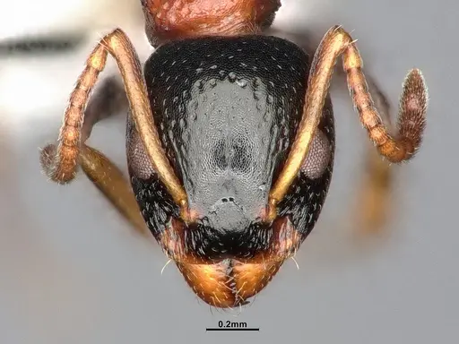 Dolichoderus quadripunctatus specimen SMFHYM0008908 image smfhym0008908_2