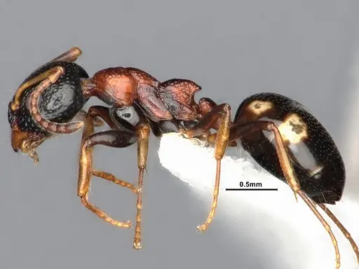 Dolichoderus quadripunctatus specimen SMFHYM0008908 image smfhym0008908_3