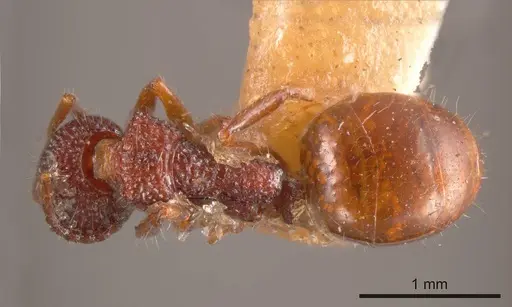 Dolichoderus reflexus specimen ANTWEB1008173 image antweb1008173_1