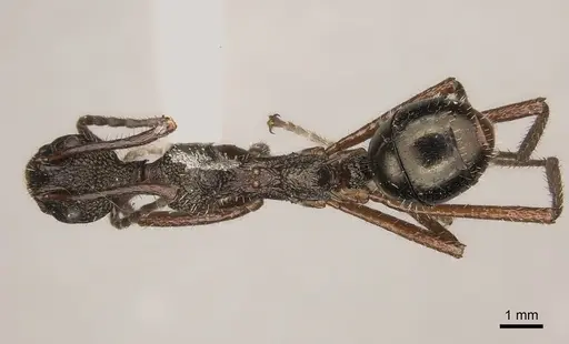 Dolichoderus rosenbergi specimen CASENT0217401 image casent0217401_1