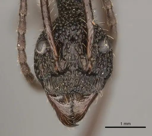 Dolichoderus rosenbergi specimen CASENT0217401 image casent0217401_2