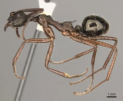 Dolichoderus rosenbergi specimen CASENT0217401 image casent0217401_3