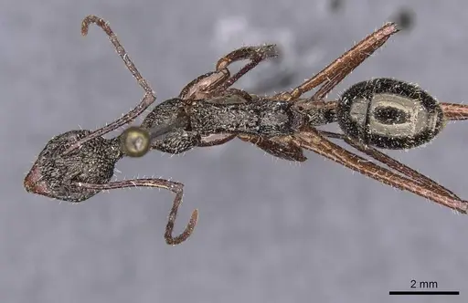 Dolichoderus rosenbergi specimen CASENT0909451 image casent0909451_1