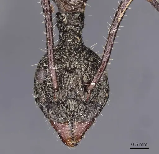 Dolichoderus rosenbergi specimen CASENT0909451 image casent0909451_2