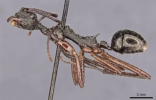 Dolichoderus rosenbergi specimen CASENT0909451 image casent0909451_3