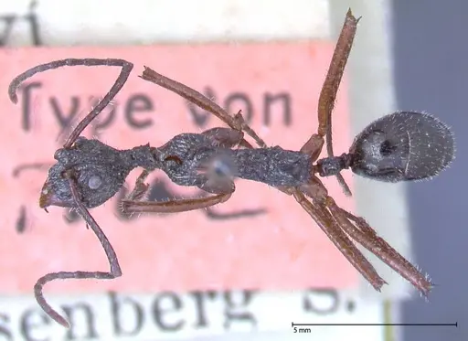 Dolichoderus rosenbergi specimen FOCOL0543 image focol0543_1