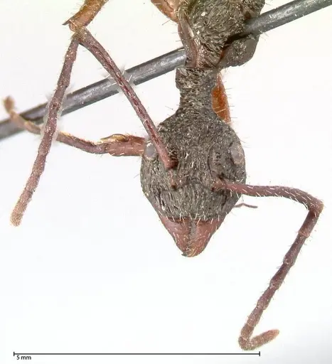 Dolichoderus rosenbergi specimen FOCOL0543 image focol0543_2