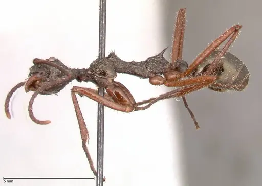 Dolichoderus rosenbergi specimen FOCOL0543 image focol0543_3