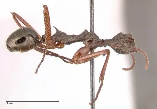 Dolichoderus rosenbergi specimen FOCOL0543 image focol0543_4