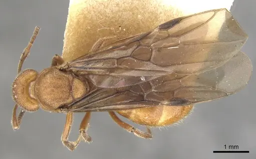 Dolichoderus rufescens specimen CASENT0902948 image casent0902948_1