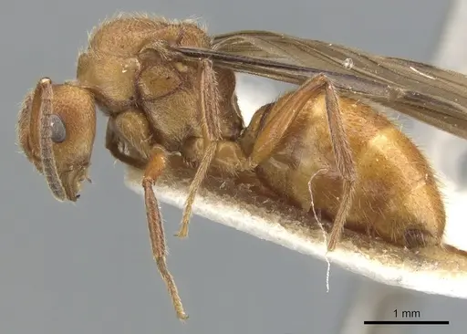 Dolichoderus rufescens specimen CASENT0902948 image casent0902948_3