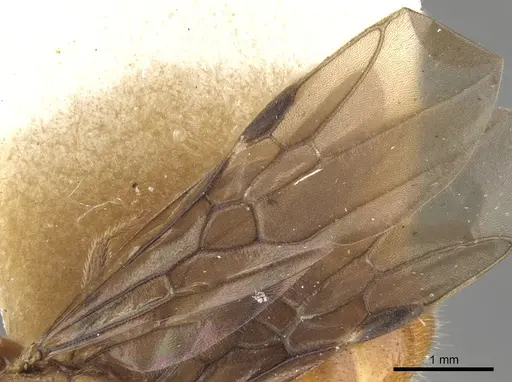 Dolichoderus rufescens specimen CASENT0902948 image casent0902948_4
