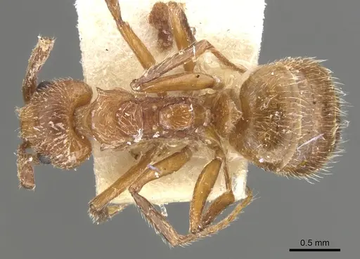 Dolichoderus rufescens specimen CASENT0902949 image casent0902949_1