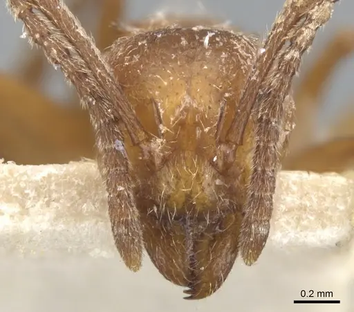 Dolichoderus rufescens specimen CASENT0902949 image casent0902949_2
