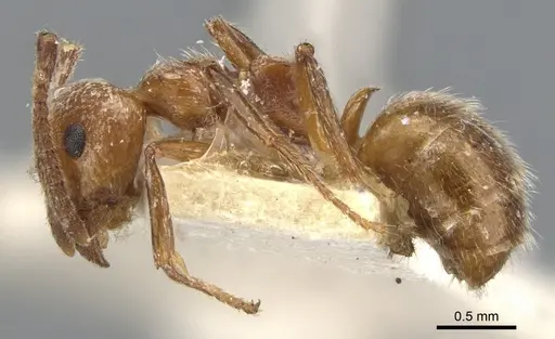 Dolichoderus rufescens specimen CASENT0902949 image casent0902949_3