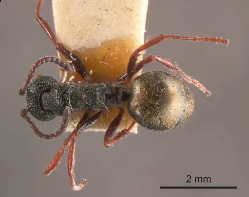 Dolichoderus rufotibialis specimen ANTWEB1008175 image antweb1008175_1