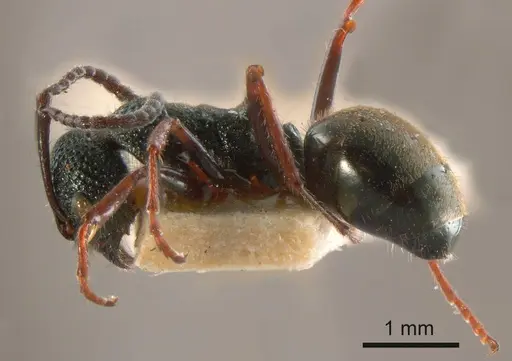 Dolichoderus rufotibialis specimen ANTWEB1008175 image antweb1008175_2