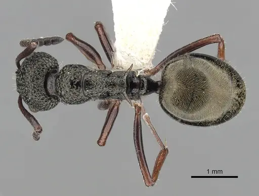 Dolichoderus rufotibialis specimen CASENT0249561 image casent0249561_1