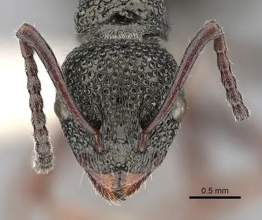 Dolichoderus rufotibialis specimen CASENT0249561 image casent0249561_2