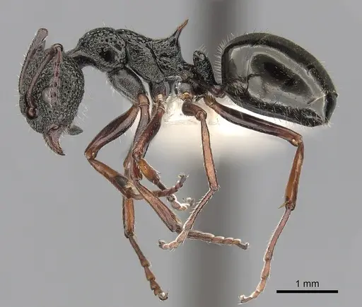 Dolichoderus rufotibialis specimen CASENT0249561 image casent0249561_3