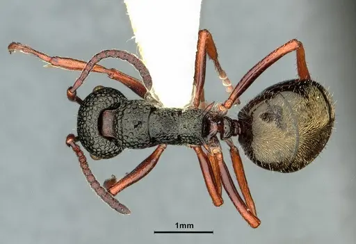 Dolichoderus rufotibialis specimen CASENT0886067 image casent0886067_1