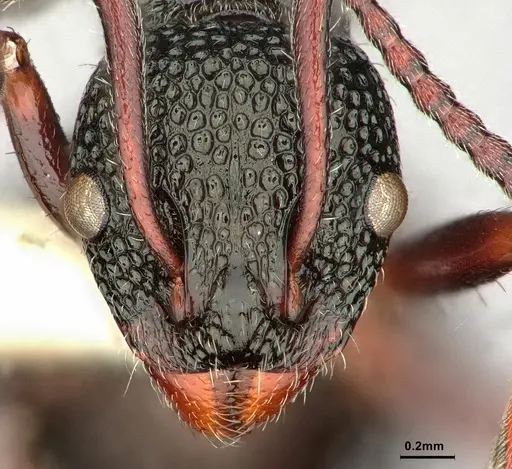 Dolichoderus rufotibialis specimen CASENT0886067 image casent0886067_2