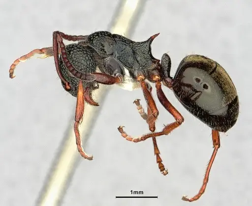 Dolichoderus rufotibialis specimen CASENT0886067 image casent0886067_3