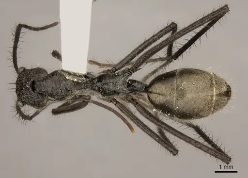 Dolichoderus rugosus specimen CASENT0217402 image casent0217402_1