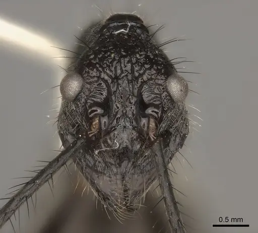 Dolichoderus rugosus specimen CASENT0217402 image casent0217402_2